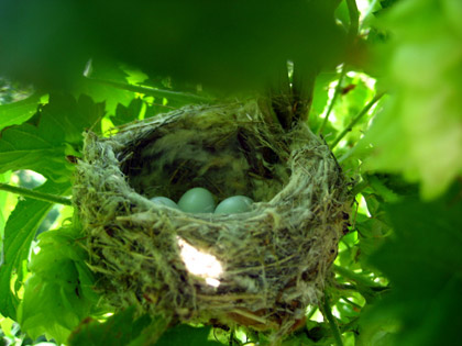 Bird's nest in hops