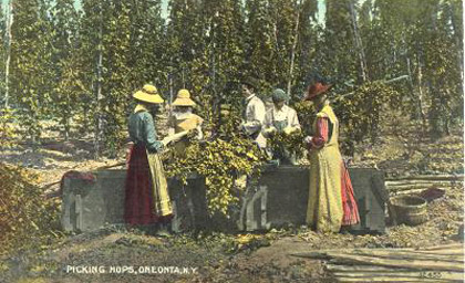 Picking hops in New York