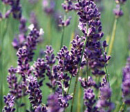 Lavender