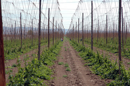 Yakima hop workers