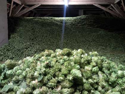 Hop at the Seitz farm in Halltertau