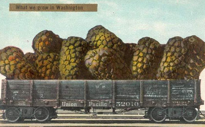 Washington hops