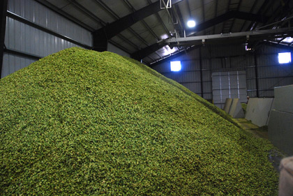 55,000 pounds of hops at Loftus Ranches