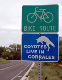 Coyotes Live in Corrales