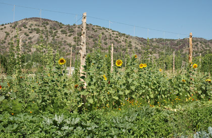 Hops eggs become birds