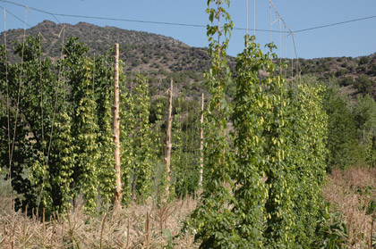 Hops eggs become birds