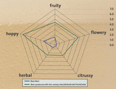 Mittelfrueh flavor