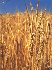 Barley