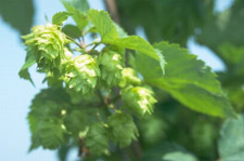 Michigan hops