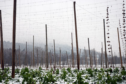 Franconian hops field