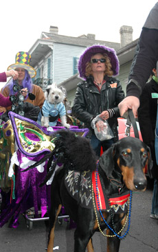 Barkus Parade, Mardi Gras