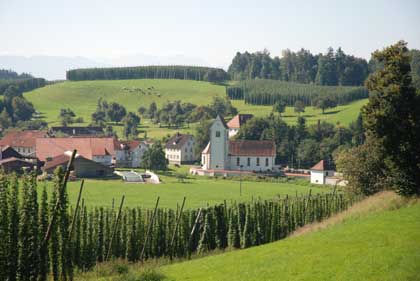 Hops growing in Tettnang