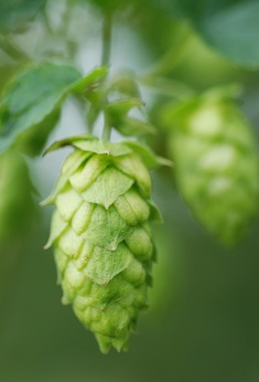 For the Love of Hops