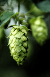 For the Love of Hops