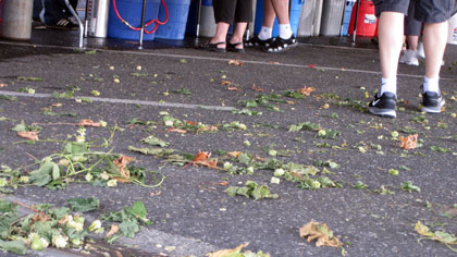 Hood River Fresh Hops Festival