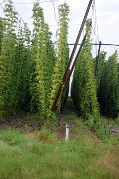Hops, in a water soaked field that must be harvested